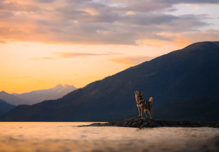 International Pet Photographer Of The Year Finalist Andrea Wafler