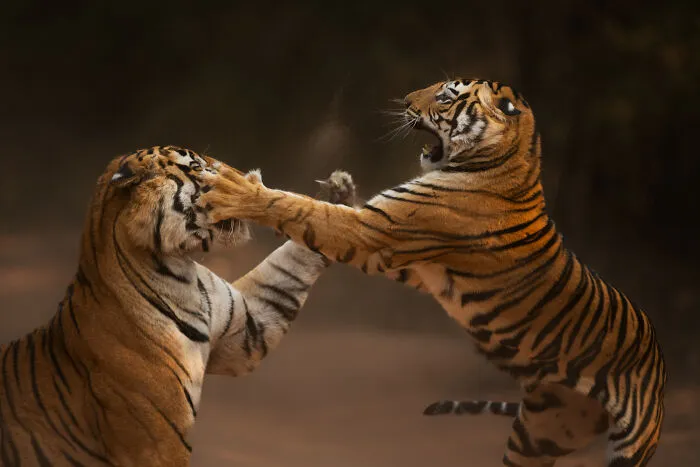 Bengal Tigers