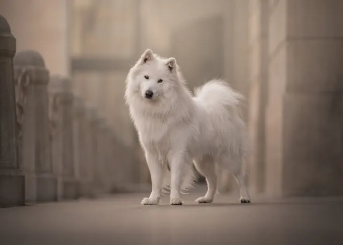 International Pet Photographer Of The Year Finalist Renate Zuidema