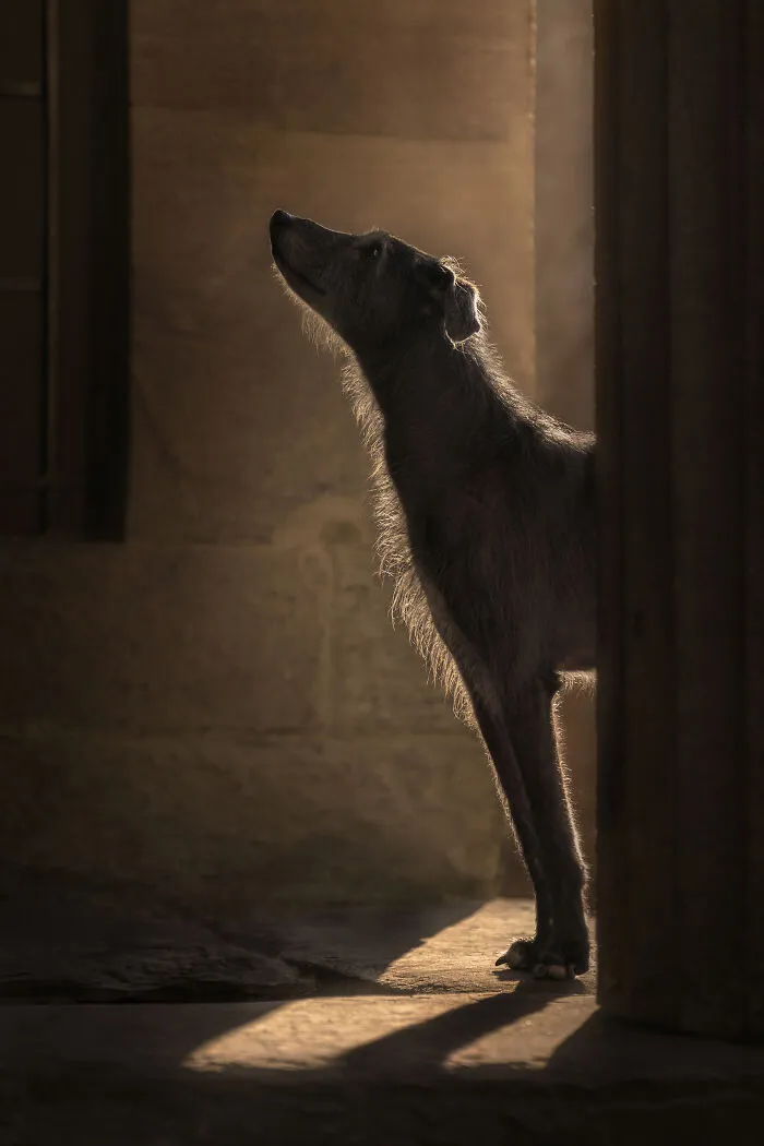 International Pet Photographer Of The Year Finalist Frankie Adamson