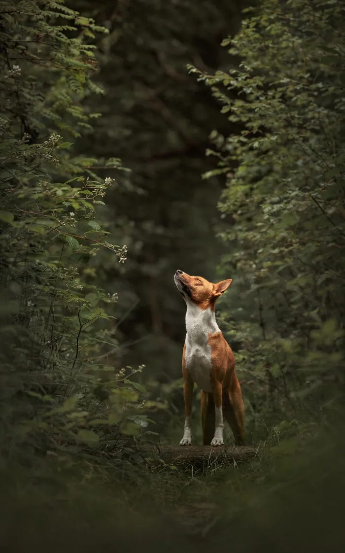 Canine Portrait Category Winner Janneke De Graaf