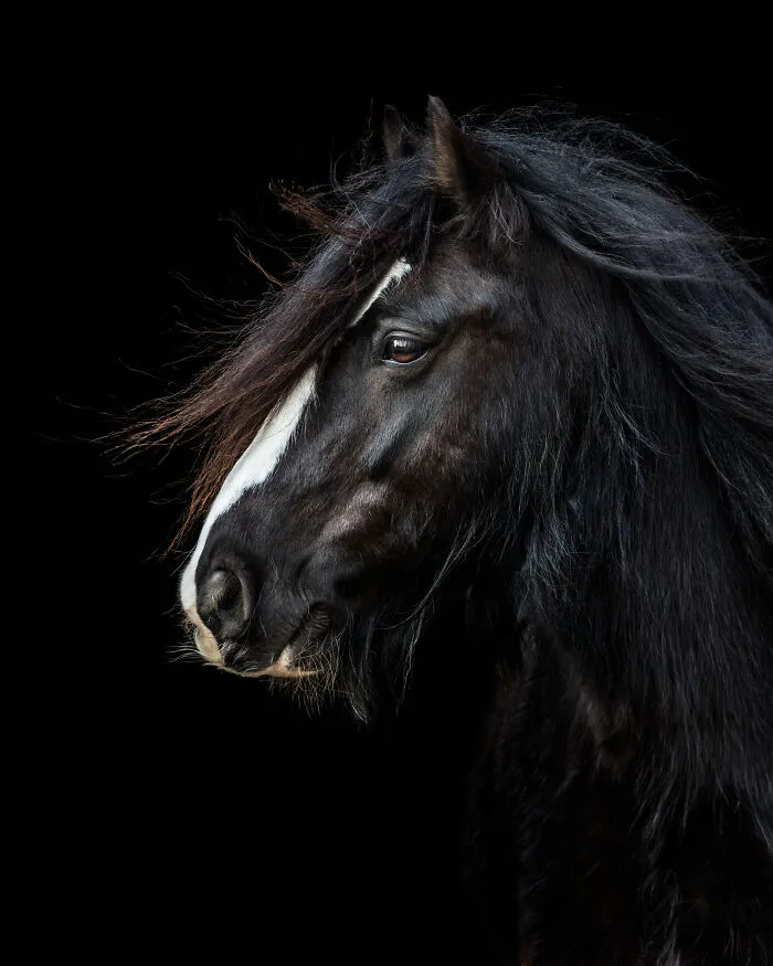 Equine Portrait Category Finalist Nicola Broadhurst