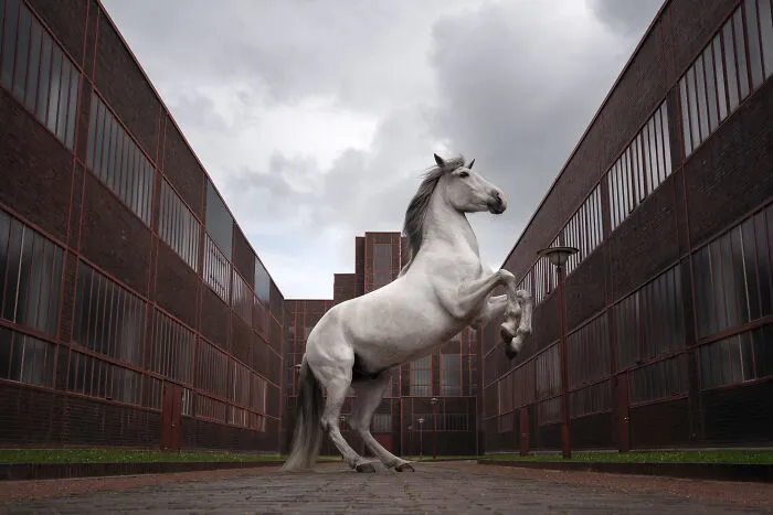 Equine Portrait Category Finalist Denise Strauch