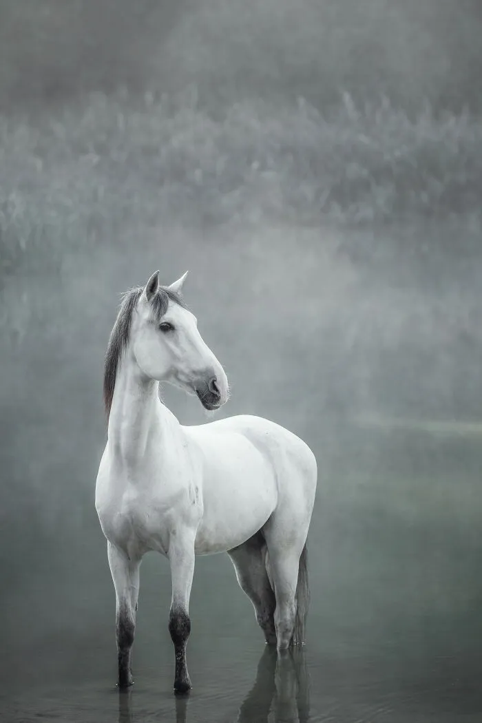 Equine Portrait Category Finalist Leonie Minten