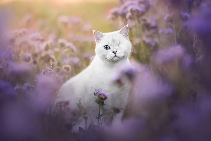 Feline Portrait Category Finalist Veronika Blažeková
