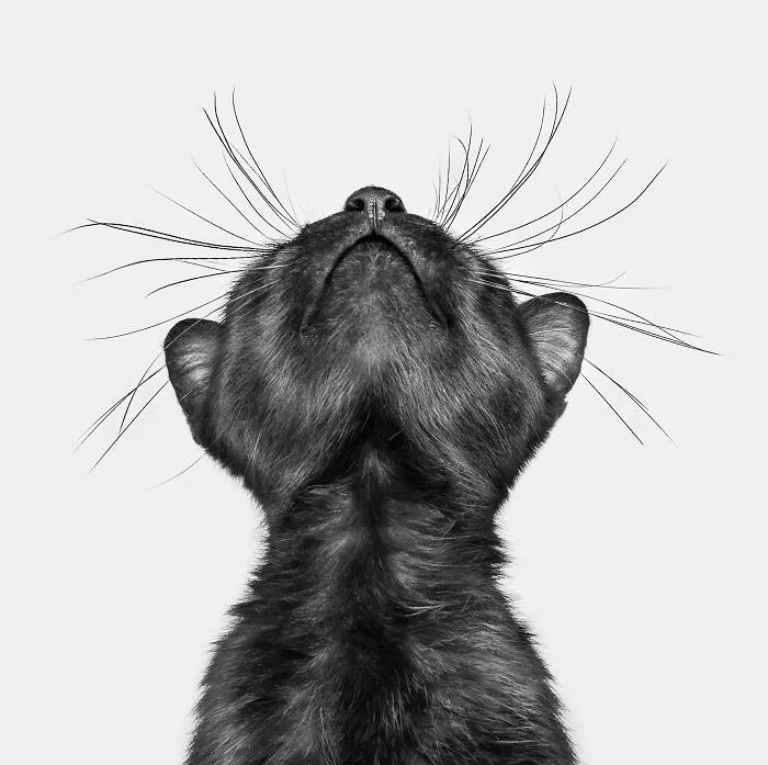Feline Portrait Category Finalist Katie Brockman