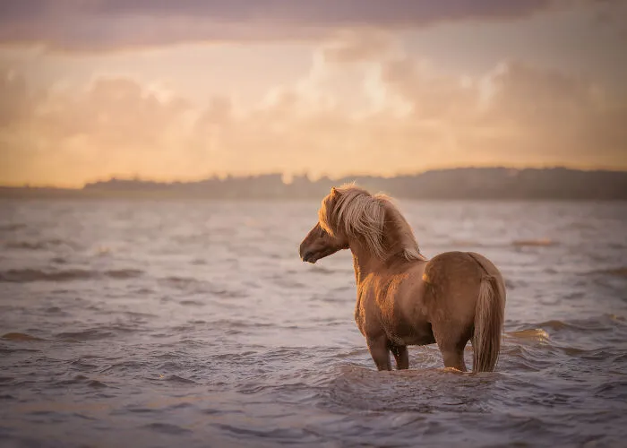 Equine Portrait Category Winner Renate Zuidema