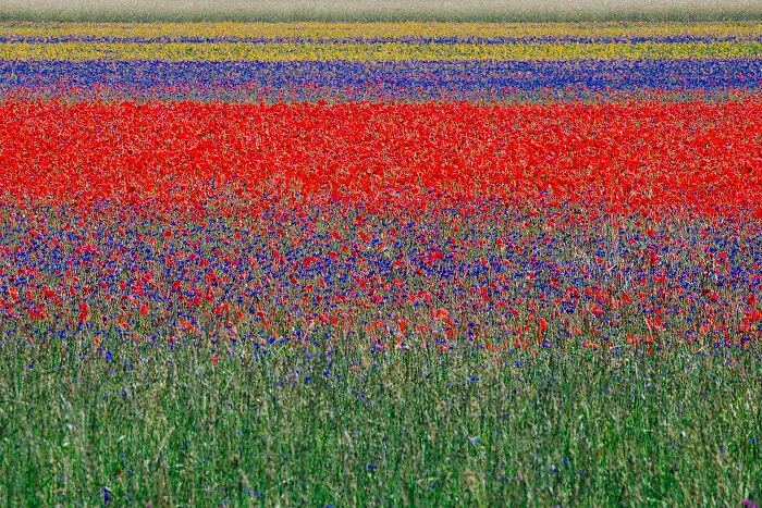 Abstract, 2nd Place: Gianfranco Bove, Blooming
