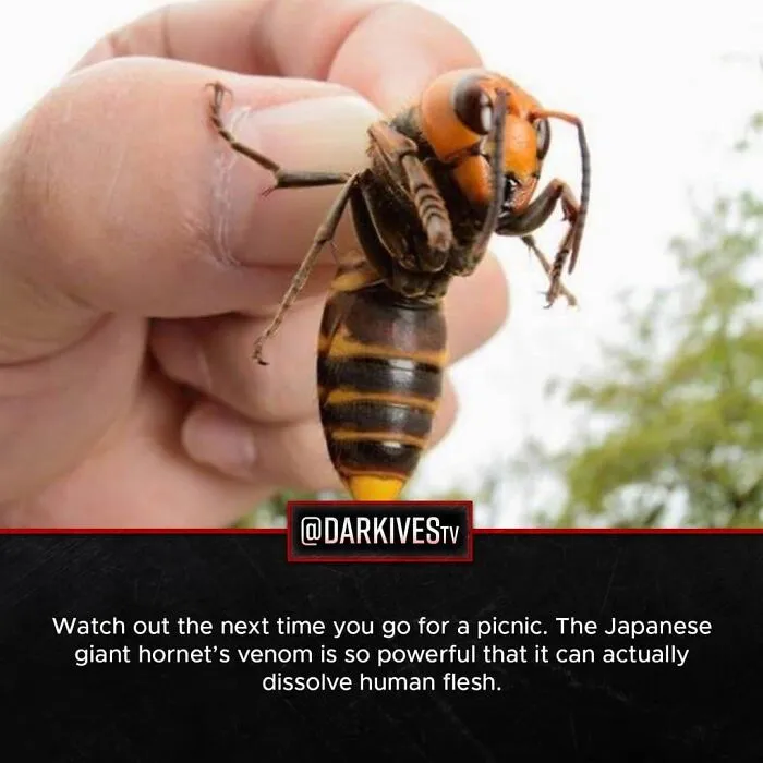 Close-up of a Japanese giant hornet held between fingers, highlighting a terrifying fact about venom potency.