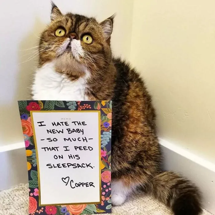 Gato con cartel divertido mostrando momentos graciosos por los que sus mascotas fueron avergonzadas.