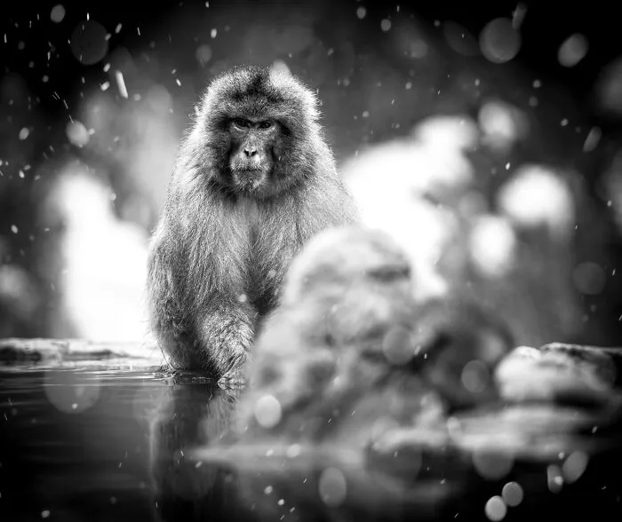 The Philosopher By Stafford Robinson
