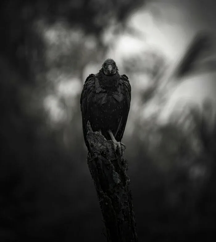 Vulture Perched On A Log During The Rain By Fabrício Peixoto Da Silva Mello