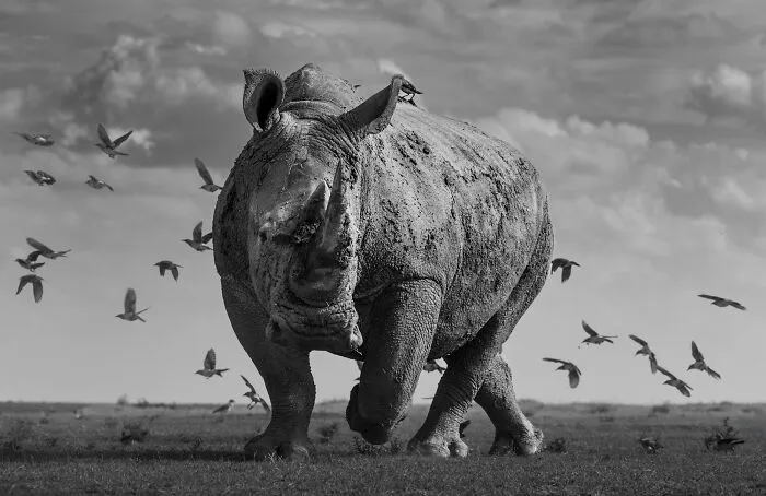 The Rhino And The Flock Of Birds By Alessandro Marena