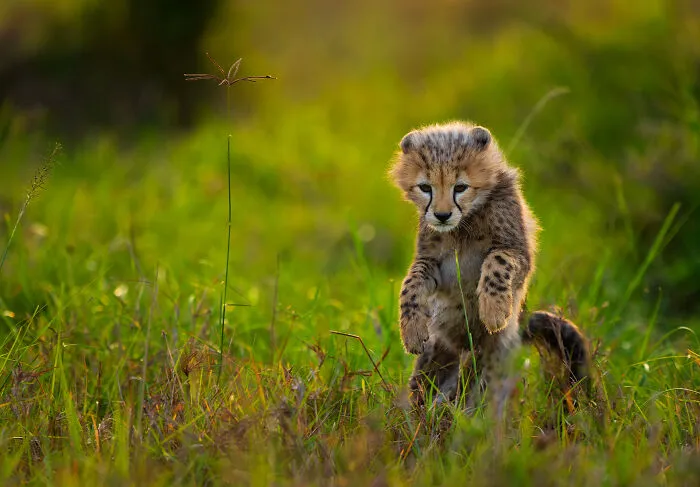 Cheetah Cub