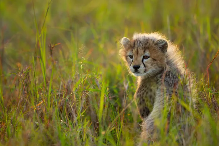 Cheetah Cub