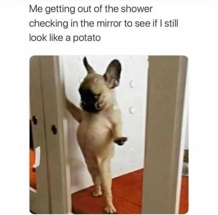 Small dog standing on hind legs looking in mirror with funny caption about relatable self-checks after a shower.