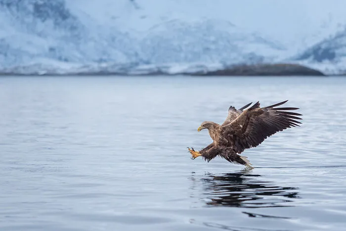 This Photographer Captures The Beauty Of Wildlife And Nature, And Here Are His 50 Best Shots