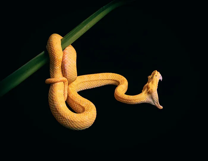 23 Amazing Shots Featuring Various Species Of Animals By This Photographer
