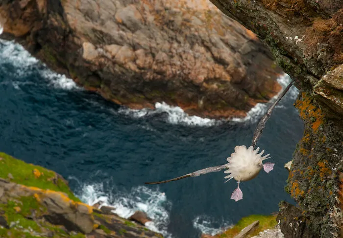 Fulmar