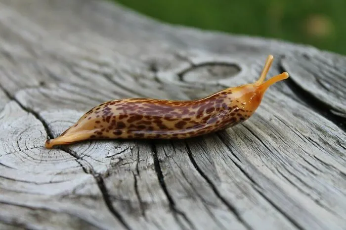 Tiny Glass Slugs I Crafted (8 Pics)