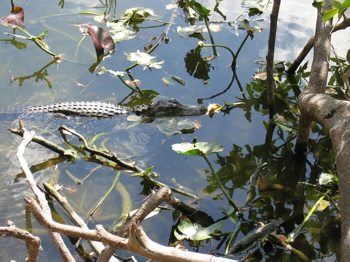 Florida Swamps