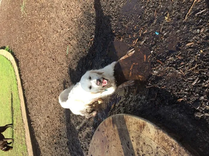 He Loves Laying In Puddles