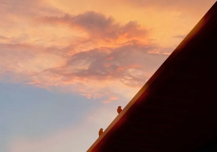 Finches At Sunset