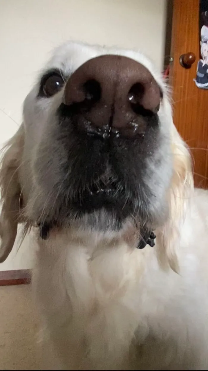 Boop