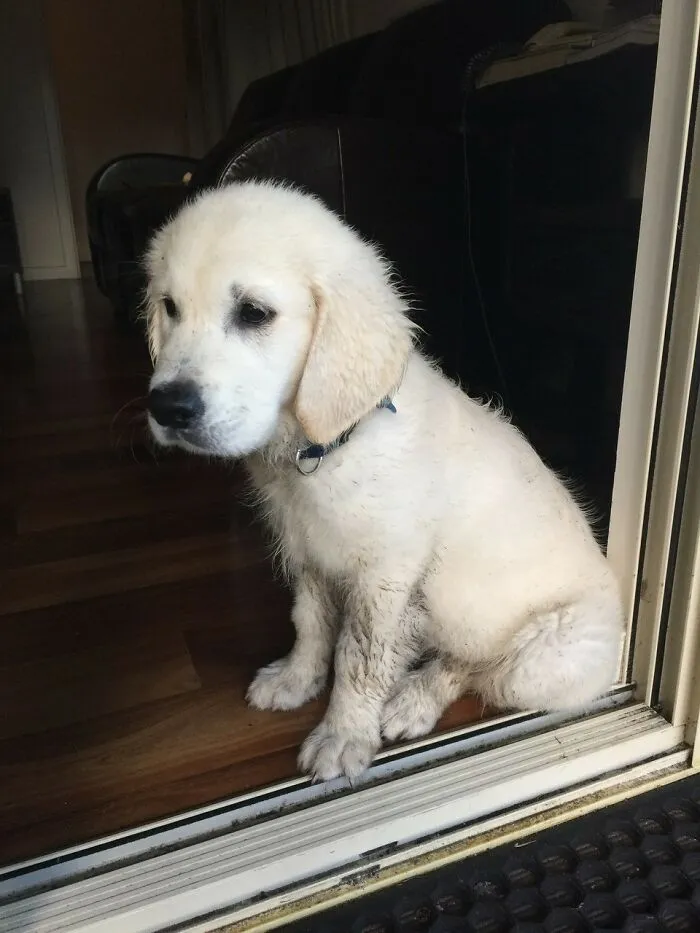 Puppy Pic!