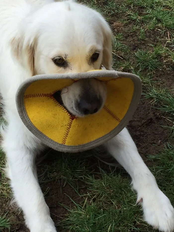 He Likes Making Holes In His Toys And Sticking His Nose Through It