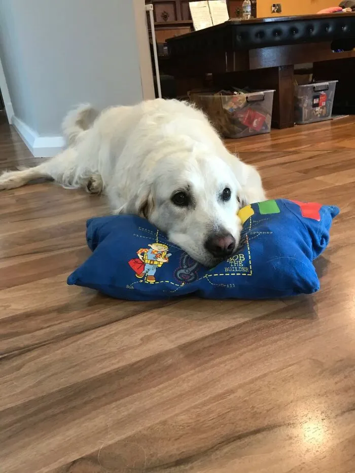 One Of The Family 'Pillows' He Claimed As His Own