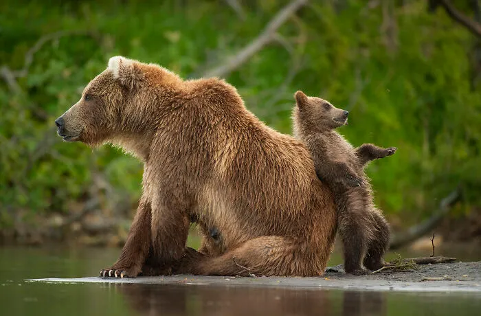 Kamchatka Brown Bear