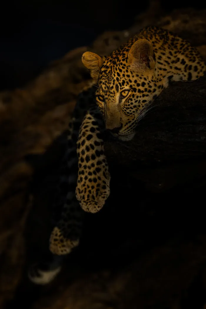 Leopard