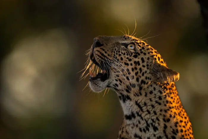 Leopard