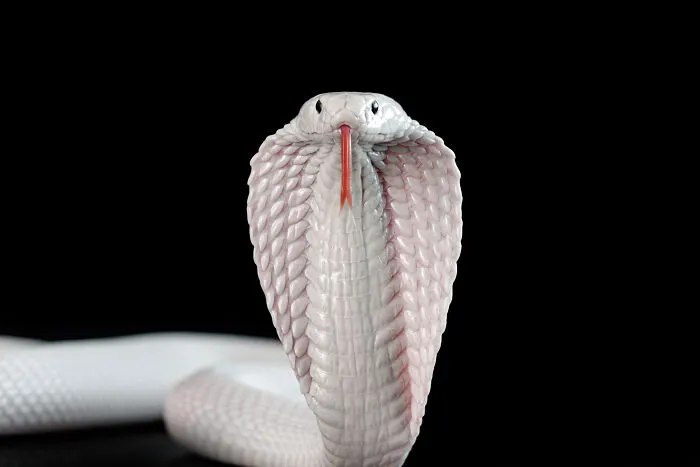 23 Amazing Shots Featuring Various Species Of Animals By This Photographer