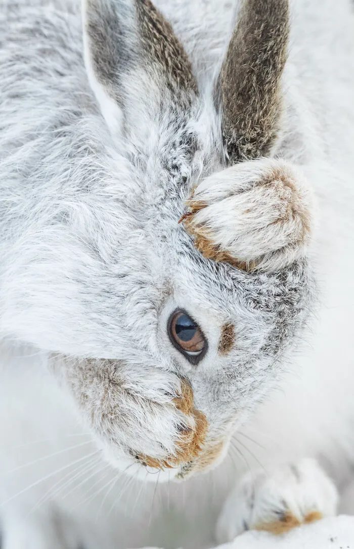 Mountain Hare