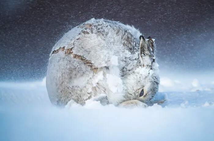Mountain Hare