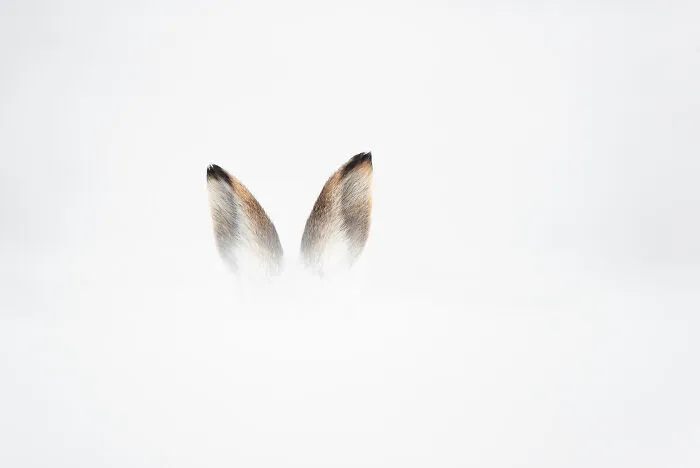 Mountain Hare