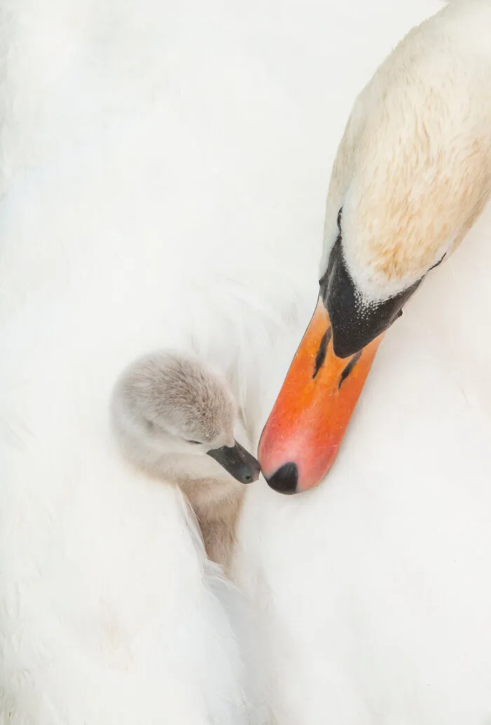 Mute Swan
