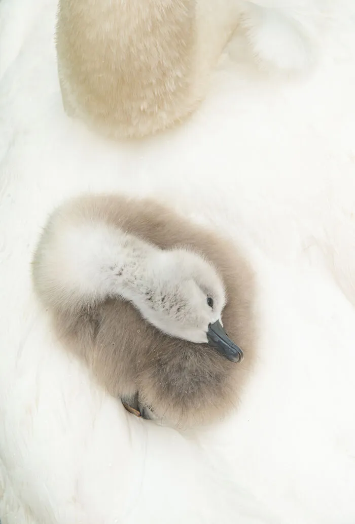 Mute Swan