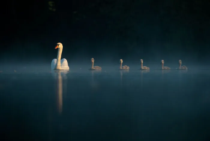 Mute Swan