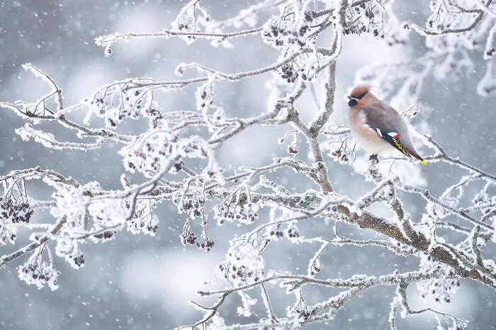 This Photographer Captures The Beauty Of Wildlife And Nature, And Here Are His 50 Best Shots