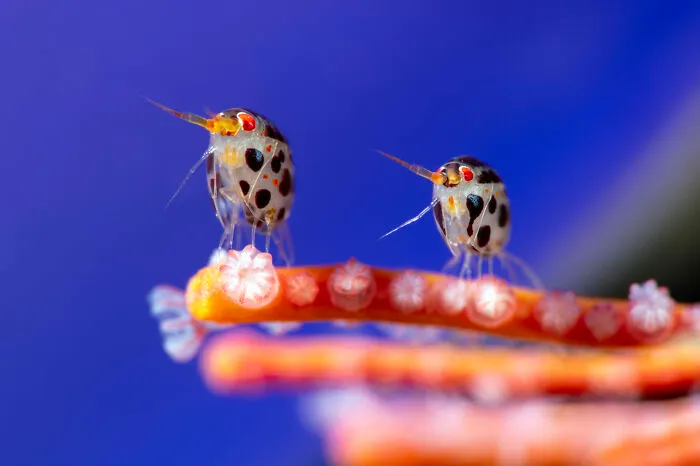 The Ocean Photographer Of The Year, 1st Place And Overall Winner Yury Ivanov