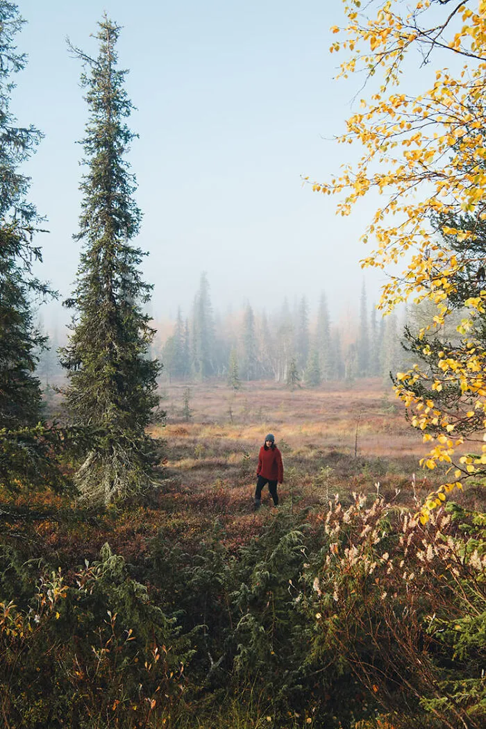 Pallas-Yllästunturi National Park, Finland