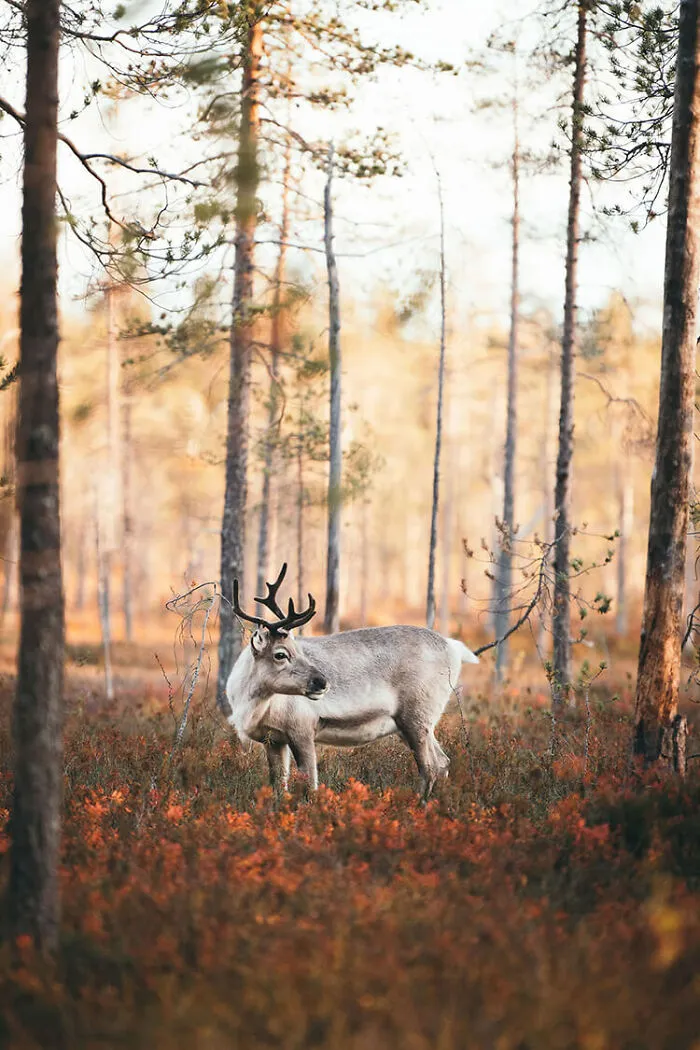 Pyhä, Finland