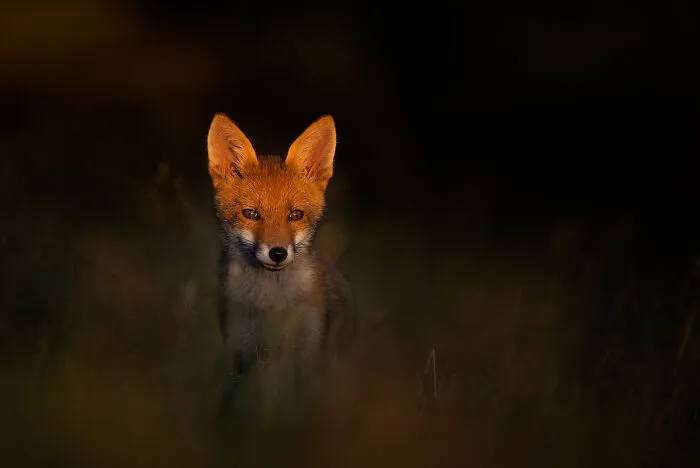 Red Fox