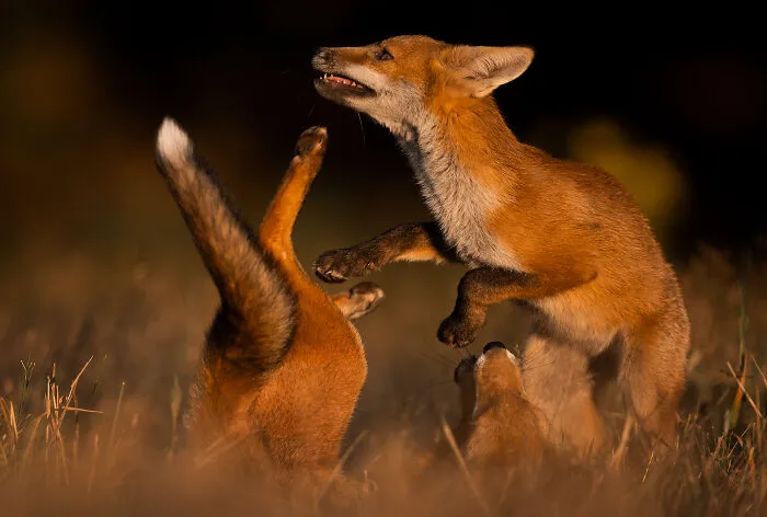 Red Fox