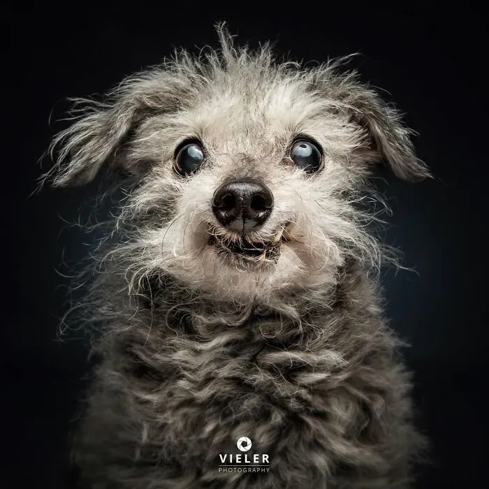 30 Touching Photos Of Senior Dogs Celebrating Love And Loyalty, Taken By Christian Vieler