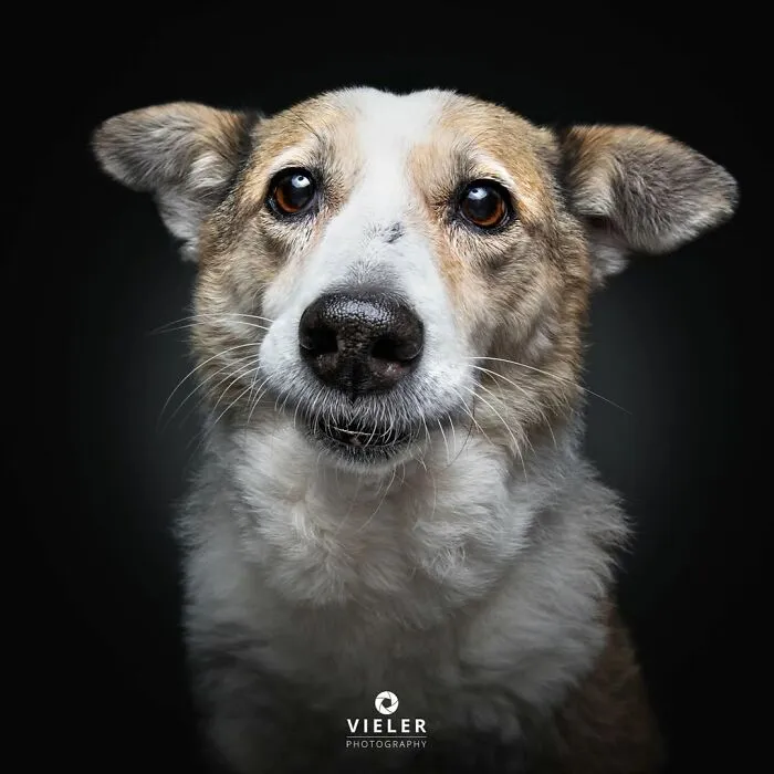 30 Touching Photos Of Senior Dogs Celebrating Love And Loyalty, Taken By Christian Vieler