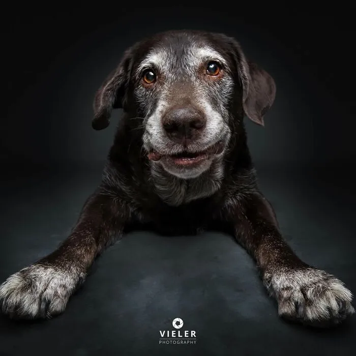30 Touching Photos Of Senior Dogs Celebrating Love And Loyalty, Taken By Christian Vieler